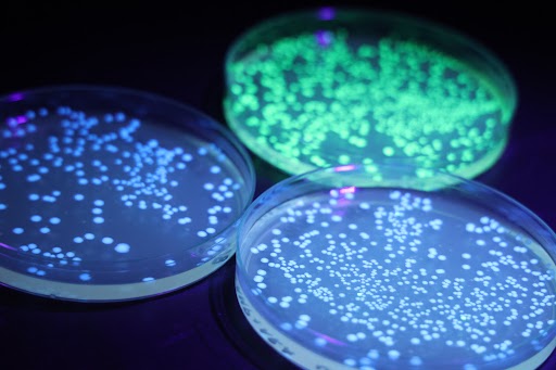 Three petri dishes with glowing specimens inside as they're being lit by a blacklight